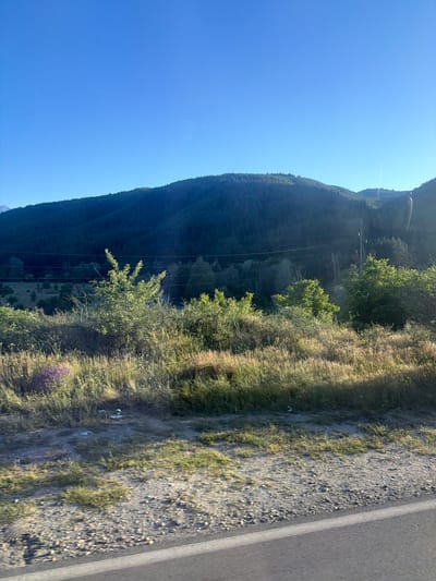 A scenic view of a mountainous landscape near Eleshnitsa, Bulgaria, under a clear blue sky. The foreground features a dry, rocky embankment with a paved road running along the bottom edge. Beyond the road, tall, dry grasses and scattered green bushes dominate the middle ground. A cluster of purple wildflowers adds a splash of color to the left side. In the background, a dense forest covers a rolling hill, its dark green foliage creating a textured silhouette against the sky. Power lines are visible stretching across the scene, partially obscured by the trees. The overall impression is one of a tranquil, natural environment on a bright, sunny day.