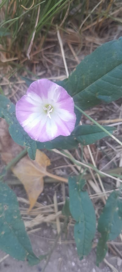 A close-up, slightly blurry, top-down shot focuses on a single pink and white striped morning glory flower. The flower is funnel-shaped with five prominent petals, each striped with alternating bands of pale pink and white radiating from a central white stamen. The flower is surrounded by several dark green, heart-shaped leaves, some of which appear slightly wilted. The background consists of dry, light-brown grass and a fallen yellow leaf, suggesting an outdoor, possibly unkempt, environment. There is no indication of the city of Kurchatov, Kazakhstan, or any people in the image.