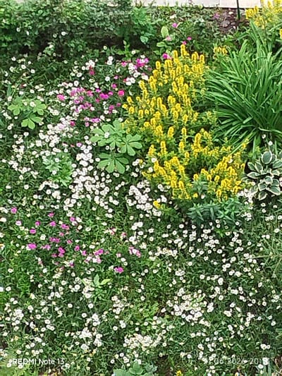 The image captures a close-up, overhead view of a densely planted garden bed, likely in the city of Stroykeramika, Russia. The garden is a vibrant mix of green foliage and a variety of small flowers. Predominantly, there are clusters of tiny white flowers with yellow centers, scattered throughout the lower and middle sections of the frame. Interspersed are patches of small pink and magenta flowers. Tall, bright yellow flower spikes dominate the central and right portions of the image, creating a strong visual contrast against the greenery. To the far right, a cluster of lush, green, grass-like plants with long, slender blades rises prominently. A few broader, hosta-like leaves with variegated edges are visible peeking out from behind the yellow flowers. The background consists of a darker green, densely packed hedge or shrubbery. The lighting suggests it is daytime, possibly late afternoon, given the subtle shadows and the overall brightness. There are no people or animals visible in the scene. The image includes watermarks indicating "REDMI Note 13" in the bottom left corner and a date and time stamp "21.06.2026 20:13" in the bottom right corner.