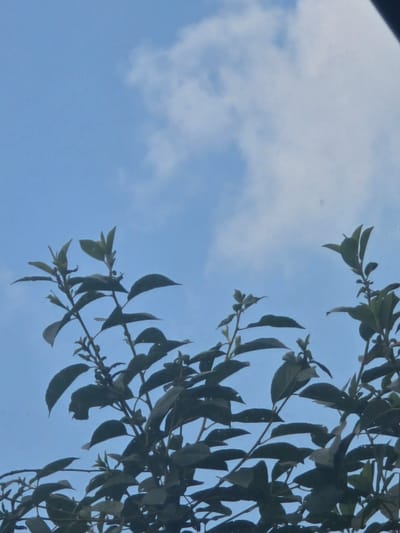 The image shows a close-up view of tree branches with dark green leaves against a bright blue sky with some white clouds. The branches extend from the right side of the frame into the sky, creating a sense of depth and contrast. The leaves are varied in shape and size, with some appearing elongated and pointed, while others are broader. The sky is clear and luminous, suggesting a daytime scene. The overall impression is one of natural beauty and a tranquil outdoor setting. There are no people, text, or specific events depicted. The location context provided is Avtury, Russia, which adds a geographical element to the scene.
