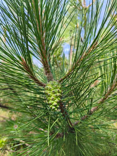 A close-up, vertical, eye-level shot showcases a young, green pine cone attached to a branch of a pine tree. The pine cone is centrally located in the frame and is surrounded by long, slender green needles. The needles fill the foreground and midground, creating a soft, blurred background of green and blue. The image appears to be taken outdoors, possibly in a park or natural setting. No people are present in the image, and no specific location in Stroiesti, Moldova can be identified from the visual information provided. The overall impression is one of natural detail and the early stages of growth.