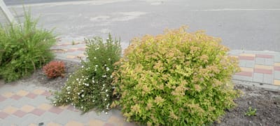 The image shows a close-up view of a sidewalk in Kirsanov, Russia, bordering a paved road. On the sidewalk, several plants are visible. To the left, a tall, bushy green plant with fine, needle-like leaves is present. Next to it, a small, reddish-brown shrub is planted. Further to the right, a green shrub with small white flowers is blooming, and a larger, bushy plant with yellow-green foliage and clusters of small tan and pink flowers dominates the center and right side of the frame. The sidewalk is paved with alternating rectangular bricks of grey, red, and yellow. The road is asphalt with visible road markings and manhole covers. The ground around the plants is dark soil. The overall scene depicts urban landscaping along a roadway.