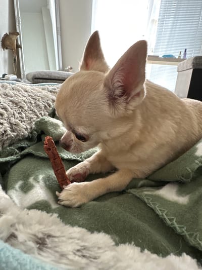 A light tan chihuahua dog is lying down on a green blanket with a white pattern. The dog is holding a brown dog treat in its paws and looking down at it. The dog is a close-up shot, with its head and upper body visible. The background is blurred, but appears to be a room with a mirror and window. The location is not specified in the city of Riihimäki, Finland.