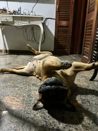 An interior scene in El Hueco, Argentina, depicts a fawn-colored dog, possibly a Bullmastiff, lying supine on a tiled floor. The dog's four legs are splayed upwards and outwards, and its head is tilted, resting on the floor. Its abdomen, exhibiting several small, dark epidermal lesions, is exposed. The floor consists of square, mottled gray and brown granite-patterned tiles. In the background to the left, a white, ornate wooden desk or vanity table with curved legs and a central drawer is positioned against a light-colored wall. Various items, including bottles, electronic devices, and black electrical wires, are arranged on the desk's surface, with additional wires hanging below. To the right, two dark brown wooden louvered panels or doors are visible; the leftmost panel features a brass-colored latch near its top. Lighting in the room appears to be artificial, originating from the left, casting distinct shadows from the dog and other objects onto the floor and wall.