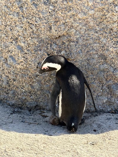An African penguin is the sole subject in this high-angle photograph, captured resting or standing on a textured ground. The bird is oriented diagonally across the frame, showcasing its distinctive black and white plumage. Notable features include a sharp black beak, a prominent white stripe extending from above its eye to its throat, and distinctive pink skin around its eye. Its black flippers are visible tucked against its body, and a few small tail feathers protrude at the rear. Bright sunlight creates strong highlights on the penguin's back, indicating a clear, sunny day.

The ground beneath the penguin is varied. The left portion of the frame features a coarse, speckled rock surface, possibly granite, with a mix of grey, brown, and light-colored grains. To the right, the ground transitions abruptly to a lighter, finer-grained sand or weathered rock, separated by a subtle crevice. The clear lighting and absence of long shadows suggest it is daytime. There is no visible text in the image. Given the provided location context, the penguin is consistent with the African penguins found in Simon's Town, South Africa.