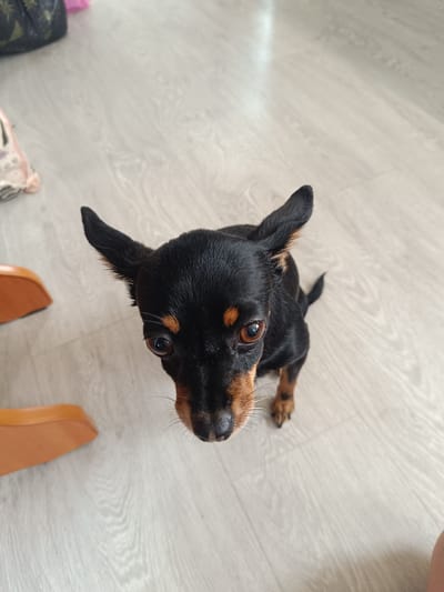 In Verkhnie Chershily, Russia, a high-angle, full-body shot captures a small black and tan Miniature Pinscher sitting on a light wood-grain floor. The dog is facing upwards, looking directly at the camera. Its ears are erect and pointed. The floorboards are laid horizontally in the frame. In the upper left corner, a dark-colored bag with a patterned design is partially visible. To the left, a curved, light brown wooden furniture piece, likely a chair or stool, is in the frame.