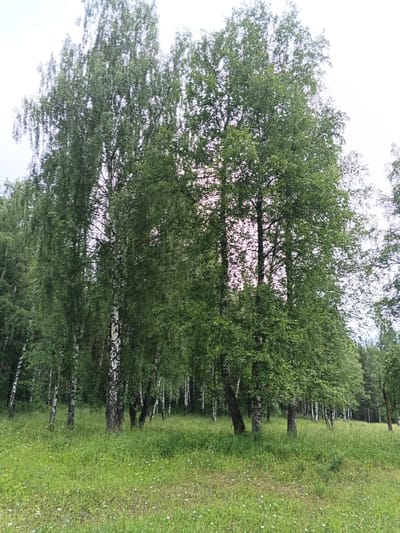 The image depicts a natural scene within the city of Medvedevka, Russia. The foreground is dominated by a lush, green meadow dotted with small white wildflowers. Behind the meadow stands a dense grove of birch trees, characterized by their distinctive white bark with black markings. The trees are full of vibrant green foliage, suggesting a summer or late spring setting. Sunlight filters through the leaves, creating a dappled effect. In the background, the trees continue, forming a thick forest that recedes into the distance. The sky is overcast, with a light grey hue. No people or animals are visible in the image.