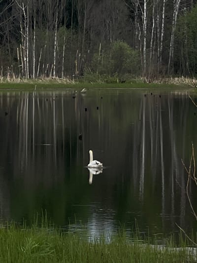 A flipped eye-level, outdoor shot depicts a body of water flanked by a forest on the left and tall green grass on the right. A bird is in mid-flight, just above the water's surface in the center of the frame. The water surface is dark, with subtle linear reflections mirroring the trees. Scattered dark objects, possibly debris, float on the water. Based on visual elements, the setting appears to be a natural landscape. While Kamennyi Kliuch, Russia, is mentioned as the city, there are no visible elements to concretely confirm the location within the city from visual elements in the image alone.