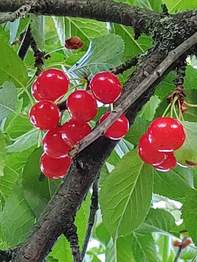 This media file is a close-up shot of a cluster of ripe cherries hanging from a tree branch. The cherries are a vibrant red and appear plump and juicy, with slight reflections on their surfaces. They are attached to thin stems, some of which are visible against the backdrop of lush green leaves. The branch itself is dark and textured, with patches of lighter gray lichen growing on it, suggesting it is part of an older tree.
The scene is natural and appears to be outdoors. The lighting suggests it might be daytime, possibly under diffused sunlight or a slightly overcast sky, as there are no harsh shadows. The focus is on the cherries and the immediate branch, with the background of leaves providing a soft, green blur. There are no people visible in the image. The overall impression is one of natural abundance and the fresh beauty of ripening fruit.
The context provided places the location in Воўчынскі сельскі Савет, Belarus. This information, combined with the visual cues of a fruit-bearing tree, suggests a rural or natural setting in Belarus during the season when cherries are ripe, likely late spring or summer. No text is visible in the image.