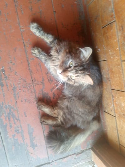 A medium-haired, gray tabby cat with green eyes is lying on its back on a weathered, reddish-brown wooden floor with peeling paint. The cat's paws are extended upwards, and its tail is fluffy and rests behind its body. The cat is positioned on the left side of the frame, looking towards the top right. To the right of the cat, there are vertical wooden planks, suggesting a corner or doorway. The lighting indicates an indoor setting. The scene is located in the rural district of Zhoghary Yubi, Kazakhstan.