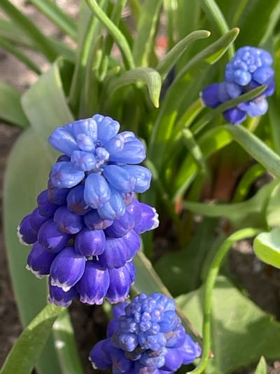 The image shows a close-up of three grape hyacinth flowers (Muscari) in bloom, surrounded by green foliage. The flowers are a cluster of small, blue-purple florets, some with white tips. The central flower is in focus, with the other two and the background foliage slightly blurred. The environment appears to be a garden or planted area. The exact location in Urussu, Russia, cannot be determined from the image alone.