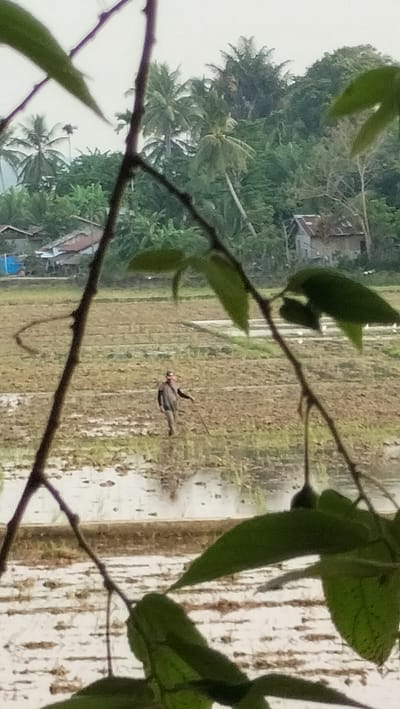 The image shows a person in a flooded rice paddy in Cotentung, Indonesia. The person is wearing a dark shirt and pants and is holding a long stick. They appear to be working in the paddy, possibly planting or tending to crops. The rice paddy is surrounded by lush green vegetation, including palm trees. Several small buildings, possibly houses, can be seen in the background. The sky is overcast, suggesting it may have recently rained or is about to rain. The foreground of the image is partially obscured by tree branches and leaves, which are out of focus. The overall scene depicts a rural agricultural landscape.
