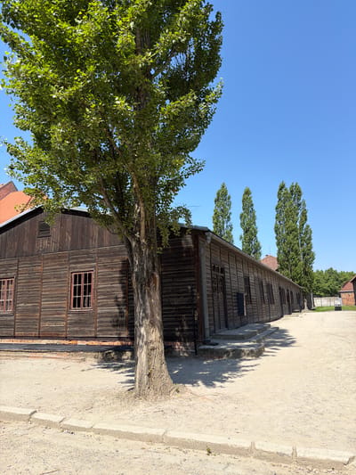 This is a vertically oriented, low-angle, outdoor photograph taken on a clear, sunny day in Oświęcim, Poland. The scene depicts a row of old, dark wooden buildings, likely barracks or storage facilities, with the aged wood showing vertical plank construction. These buildings have red-framed windows with barred panes, suggesting a historical, perhaps somber, context. One building has a red tile roof visible.
A large tree with green foliage dominates the left side of the frame, its trunk and branches arching over the wooden structure. The tree's shadow is cast onto the light-colored, gravelly ground and the side of one of the buildings, indicating the time of day is likely late morning or early afternoon, with the sun positioned high in the sky. In the background, several tall, slender trees with dense green foliage stand in a line, and beyond them, more distant buildings and trees are visible.
The overall impression is one of historical preservation and quietude. The clear blue sky and bright sunlight contrast with the weathered, dark appearance of the buildings. There is no discernible text in the image.