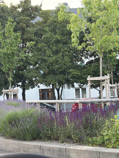 This media file depicts an outdoor scene in Helsingborg, Sweden, characterized by lush greenery and a modern building. The foreground is dominated by a vibrant planting of purple flowers, likely lavender, which stretches along a rustic wooden fence. Behind the flowers, a white building with multiple windows is visible, suggesting a residential or commercial property. Mature trees with dense foliage frame the building and extend into the background. The lighting indicates it is daytime, possibly late afternoon, given the soft shadows. The overall atmosphere appears peaceful and serene, with a blend of natural elements and contemporary architecture. There is no visible text in the image.