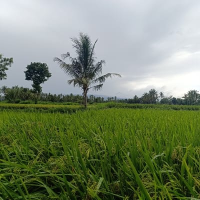 The image shows a field of green rice paddy in the foreground, with a single palm tree in the center and a line of trees in the background. The sky is cloudy and gray, with a hint of blue in the distance. The scene is likely located in the countryside, near a village or small town. The location is in Arjasa, Indonesia, with coordinates of -7.772 latitude and 114.14 longitude. There are no people or animals present in the image.  The rice paddy is lush and green, suggesting that it is well-maintained. The palm tree is tall and slender, with its fronds reaching towards the sky. The trees in the background are a mixture of different species, some taller than others. The clouds in the sky are white and fluffy, suggesting that the weather is pleasant. The overall scene is peaceful and serene.