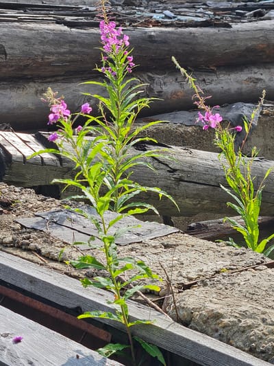 In Gaivinskoe Lesnichestvo, Russia, a tall, slender plant with vibrant pink flowers and green leaves grows amidst weathered wooden debris and concrete. The plant is the central focus, its blooms reaching upwards against a backdrop of rough, aged timber and rough-textured concrete. The environment appears neglected, characterized by the rough surfaces of discarded materials. Sunlight casts shadows and highlights, emphasizing the textures of the wood and concrete, and illuminating the delicate petals of the flowers. There are no people visible in the scene.