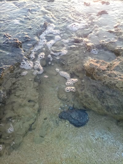 The image shows a shallow body of water, likely on a rocky coastline. The water is clear enough to see the sandy and rocky seabed. There are areas of foam and small bubbles on the surface of the water, indicating some movement or agitation. Several rocks are visible, both submerged and emerging from the water. One darker, rounded object, possibly a rock or a piece of debris, is submerged near the bottom center of the image. The lighting suggests it is either early morning or late afternoon, with sunlight reflecting off the water's surface. There are no visible people or animals. The overall scene depicts a natural coastal environment. This scene could be located in the city of Naxos, Greece, on one of its many beaches or rocky shores.