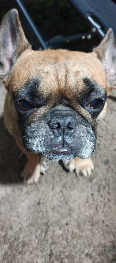 A close-up, eye-level shot shows the face of a fawn-colored French Bulldog. The dog's head is tilted slightly forward and its dark eyes are looking directly at the camera. The dog's nose is black and its muzzle is covered in white and grey fur. The background is dark and out of focus, with hints of what appears to be an outdoor setting. There is no indication of the location being Petukhovo, Russia.