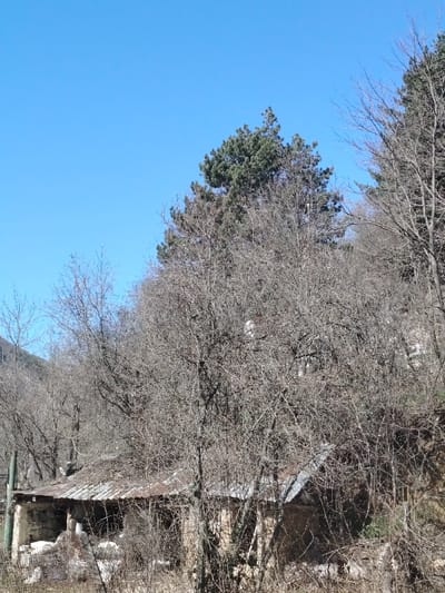 This image depicts a rural, mountainous scene in Vlado Trichkov, Bulgaria, under a clear, bright blue sky. The foreground and midground are heavily populated with dense, leafless deciduous trees and shrubs, indicating a late autumn or winter season. Several evergreen pine trees are visible on a rising incline in the upper right. Partially obscured by the bare vegetation, a dilapidated single-story building is situated in the lower-mid section of the frame. The structure features a heavily corroded, corrugated metal roof and stone and plaster walls exhibiting significant disrepair, with visible structural damage and debris. No distinct windows or doors are clearly discernible. Scattered white, spherical objects, resembling ceramic insulators, are faintly visible amidst the bare branches in the central and upper-central areas. A slender, vertical pole or post is barely visible on the far left. No individuals or animate subjects are present, and no actions or interactions are depicted. The scene is illuminated by direct sunlight.