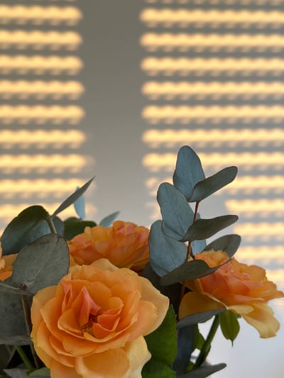 In Wettstetten, Germany, a close-up shot captures a bouquet of vibrant orange roses intertwined with silvery-green eucalyptus leaves. The arrangement is positioned in the foreground, with the soft, warm glow of sunlight casting striped shadows from blinds onto a plain wall in the background. The lighting suggests it is either early morning or late afternoon.