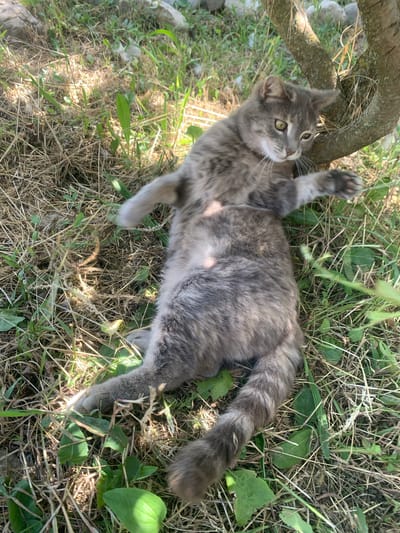 A grey tabby cat is lying on its back in dry grass and dirt, with its paws extended upwards. The cat is near the base of a tree trunk, which is visible on the right side of the frame. The environment appears to be outdoors, with some green foliage and rocks in the background. The lighting suggests it is daytime, with sunlight dappling the ground. The image does not provide information about the location in the city of Верхореченское сельское поселение, Ukraine.