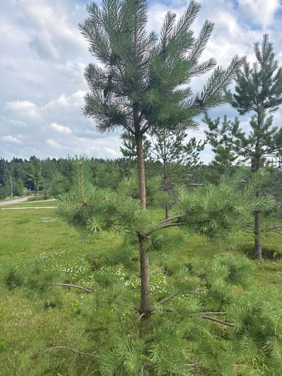 In Kholmy, Russia, this image captures a scenic park area with lush green grass dotted with small white flowers. A young pine tree stands prominently in the foreground, its needles a vibrant green against a partly cloudy sky. In the background, a dense forest of pine trees creates a natural boundary, with a paved path curving through the landscape, hinting at a well-maintained park or recreational area. The overall atmosphere is serene and natural, characteristic of a peaceful outdoor environment.