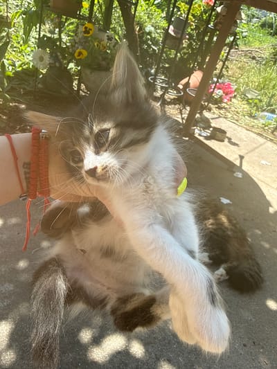 A person is holding a fluffy, grey and white kitten outdoors. The kitten's head is close to the camera, and it is looking to the left. The person's arm, wearing a red bracelet, is visible holding the kitten. In the background, there are plants and flowers, suggesting a garden or yard setting. There is also a metal structure, possibly a rack or stand, and some scattered debris on the ground. The sunlight creates strong shadows. The scene appears to be in Lesnovo, Bulgaria.