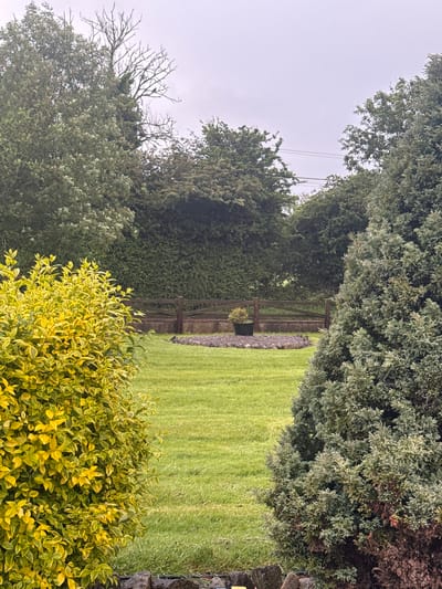 The image captures a vibrant and serene garden or landscape scene, likely in Curtistown, Ireland. The perspective is slightly elevated, looking across a green area.
In the foreground, a large, bushy shrub with striking variegated yellow and green leaves dominates the lower portion of the frame, adding a pop of color. Beyond this, a meticulously mown, lush green lawn stretches towards the middle ground. A low, dark stone wall or border runs along the right edge of the lawn.
The midground is marked by a rustic wooden fence, composed of horizontal rails supported by posts, creating a division across the scene. Adjacent to the fence and the stone border, a small dark planter holding a green plant is visible. Behind the fence, a dense line of dark green hedges and trees forms a verdant backdrop.
The background features a varied canopy of trees. On the far right, a large tree with distinctive silvery-green leaves extends upwards. Towards the left, other trees, including one with partially bare branches, are visible against an overcast, light gray sky. Faintly discernible thin wires or cables extend from the sky into the upper left tree line.
The lighting suggests an overcast or cloudy day, providing soft, diffused illumination that accentuates the numerous shades of green throughout the foliage and grass. There are no people or specific activities taking place, contributing to a peaceful and natural ambiance. No visible text is present in the image.