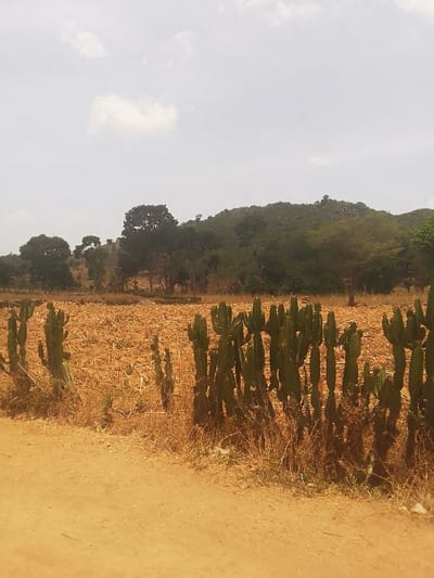 The image shows a dirt road leading into a field of dried-up crops and a row of cacti. There are trees and hills in the background. The image was taken in Kwal, Nigeria at the coordinates 9.805 latitude and 8.647 longitude. No people are visible in the image. The sky is cloudy and the dirt road is dry and dusty. The cacti are green and healthy. The field is dry and brown. The trees are green and lush. The hills are covered in green vegetation.