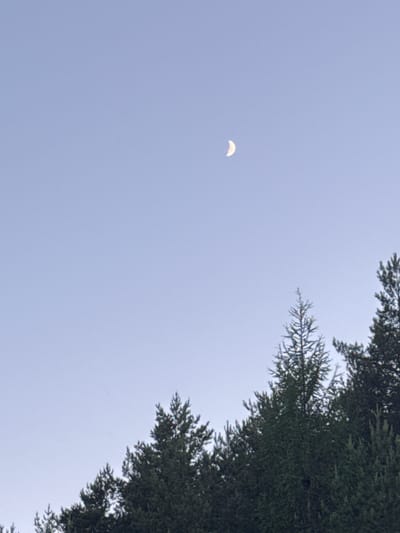 A clear, pale blue sky is visible, with a crescent moon positioned in the upper right quadrant. Silhouetted against the sky are the tops of several evergreen trees, their branches dense and dark. The trees form a jagged line across the bottom third of the image, with some appearing taller and more prominent than others. The overall impression is one of a natural landscape under a twilight or early morning sky. The image depicts a scene likely taken in or around Lisnyky, Ukraine, a location known for its natural beauty and forested areas.