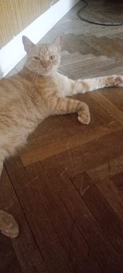 The media file is a photograph of an orange tabby cat lying on a wooden floor. The cat is in the center of the frame, with its body stretched out to the right. Its head is turned towards the camera, and it has a relaxed expression. The floor is made of dark wood planks arranged in a herringbone pattern. There is a white baseboard visible along the top left of the frame, and a dark electrical cord is visible on the floor in the background. The lighting suggests it is daytime, possibly indoors. The cat is the sole subject, and no specific activity is occurring beyond the cat resting. The notable details are the cat's breed and coloration, the floor's material and pattern, and the presence of the baseboard and electrical cord. There is no visible text in the image. The location context is Ząbki, Poland, but this is not directly discernible from the image itself.