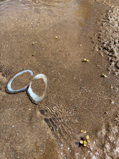 A detailed close-up of a natural waterside scene in Il'inka, Russia, captured from an elevated perspective. The frame primarily depicts a sandy shore or riverbed partially submerged by clear, shallow water under direct sunlight. The sand varies from light tan to dark brown, with numerous small white and dark mineral particles visible. Distinct ripples are evident in the water, particularly around two prominent bivalve shell halves positioned in the lower-left quadrant. These shells are open, revealing an iridescent, pearlescent inner surface with hues of white, light blue, and subtle purple. Both shell halves are partially filled with the surrounding sand. Several small, green plant fragments, appearing as nascent sprouts or broken aquatic plant pieces, are scattered across the wet sand, notably one near the top-center, one mid-left, and a cluster in the bottom-right. No human presence or artificial objects are visible.