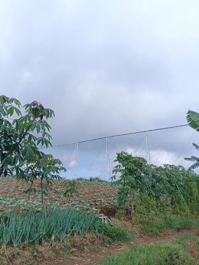 A field of crops under a cloudy sky is captured. A fine mesh net stretched high across the background is supported by vertical posts. The foreground shows rows of green onion stalks and other leafy plants. Young trees with large, palmate leaves are scattered throughout the field. The earth is a mix of brown soil and green vegetation, highlighting an agricultural setting.