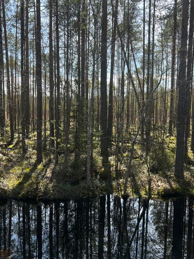 The image depicts a dense forest scene in what appears to be an upright position. The location is stated to be in the city of Chernyshevo, Russia. Numerous tall, slender trees with bare or sparsely leaved branches dominate the composition. Light filters through the branches, creating a dappled effect on the ground. The undergrowth includes some moss and other low-lying vegetation. There are no visible people or animals in the scene. The composition is primarily vertical, emphasizing the height and density of the trees.
