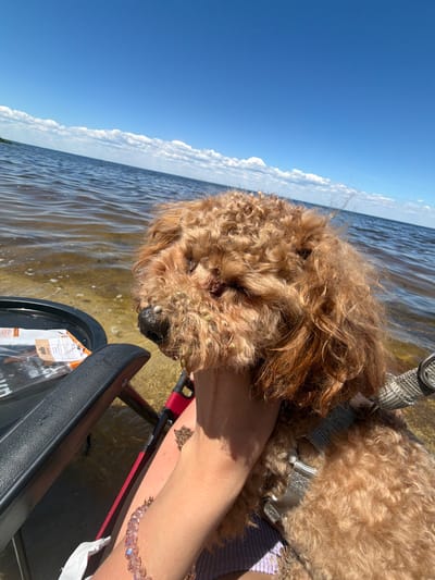 The image shows a close-up of a brown, curly-haired dog sitting on a chair by the water. The dog's face is partially visible, with its nose and some of its fur showing. The dog appears to have some green debris in its fur. To the left of the dog, a portion of a black plastic chair is visible, with a bag of what appears to be dog treats resting on it. The background consists of calm, shallow water and a bright blue sky with scattered white clouds. The scene suggests an outdoor recreational setting, possibly a beach or lakeside. The location is specified as Lebedivka, Ukraine.