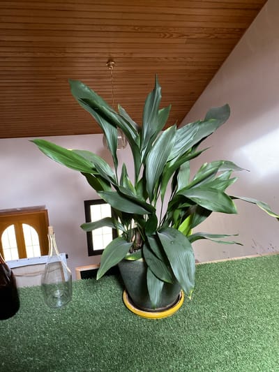 This elevated indoor shot captures a vibrant green plant and various elements of a distinctively decorated room in Courpière, France, during the daytime.
The central subject is a large, healthy houseplant, likely a Cast Iron Plant (Aspidistra elatior) or similar, with numerous broad, dark green, somewhat glossy leaves. It is potted in a dark container with a prominent yellow rim. The plant sits on a floor covered in bright green artificial turf, visible on the right side of the image.
To the left, a wall is clad in light brown wooden paneling, creating a rustic or traditional aesthetic. A brass-colored light fixture with a pull chain extends from this wall. The ceiling above is white. In the background, near the right, a small window with multiple panes allows natural light to flood the space, confirming it is daytime. Below this window, part of a wooden structure, possibly a piece of furniture or a decorative screen, features a rounded or arched cut-out through which more light is visible.
On a light-colored surface next to the artificial turf, an empty, clear glass wine bottle stands upright. The cork of this bottle clearly displays the text "SAINT-EMILION GRAND CRU," indicating its origin from a renowned wine region. A dark bottle is partially visible behind it.
No specific activity is taking place; the image presents a still life or interior scene. The combination of wood paneling and artificial turf suggests a unique and eclectic interior design choice.