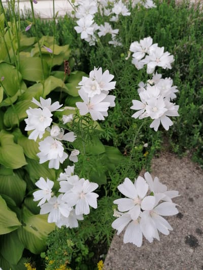 This is a vertical, eye-level, medium shot of white mallow flowers in a garden setting. The flowers are the primary subjects, with several in focus and others blurred in the background. They have five delicate, somewhat ruffled petals and prominent stamens in the center. The petals have fine, radiating veins, giving them a textured appearance. The flowers are clustered on thin, green stems amidst lush green foliage. In the left portion of the frame, broad, ribbed, lime-green leaves of a hosta plant are visible. To the right and in the background, there is a dense growth of fine, green foliage, likely a different plant species, possibly low-lying shrubs or ground cover. A rough, gray concrete pathway or border runs along the bottom right of the image. The lighting suggests it is daytime, likely overcast or in the shade, as there are no harsh shadows. The overall scene depicts a tranquil garden, possibly in Stropi, Latvia, during the blooming season of these flowers. There is no visible text in the image.