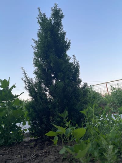 The image is a low-angle shot of a green coniferous tree in a garden setting, likely in Băcioi, Moldova. The sky is clear and pale blue. In the foreground, dark soil is visible with some small green plants and dry twigs. To the left of the coniferous tree, another plant with larger, lobed green leaves is present. In the background, a wire fence with orange posts runs horizontally, and beyond that, more greenery and possibly some buildings are suggested. Power lines are faintly visible against the sky in the mid-ground. No people are present in the image, and no specific actions are depicted. The scene appears to be outdoors in natural light.