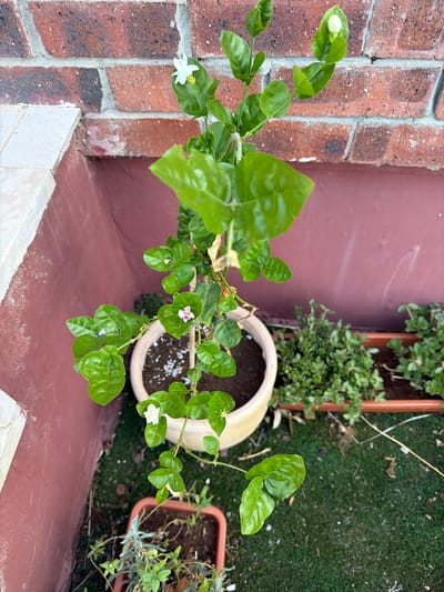 An outdoor, slightly overhead view of a potted jasmine plant with green leaves and small white and pinkish-white flowers. The plant is in a light-colored pot, which is situated on a patch of artificial turf. Behind the plant, a brick wall is visible, with reddish-brown bricks and lighter gray mortar. To the left of the jasmine plant, there is a ledge with a light-colored edge. Further to the right, in the background, are two other terracotta planters containing small green plants. The overall setting appears to be a balcony or patio area. The scene is static and there are no people or animals present. The lighting suggests it is daytime. The location is identified as Gedera, Israel.