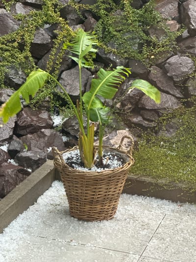 A potted plant with large green leaves sits in a woven basket on a stone patio covered in hail. The plant is positioned in front of a wall constructed of large, dark, wet rocks, with small green vines growing between them. The hail is scattered across the patio and on the rocks, indicating a recent hailstorm. The scene appears to be outdoors, possibly in a garden or courtyard. There are no people visible in the image. The city of Wadern, Germany is mentioned as the location, suggesting this scene is situated within that region. The weather conditions are clearly wet and cold due to the hail.