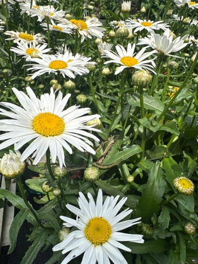 This media file features a close-up, overhead view of a cluster of white daisies with bright yellow centers, set against a backdrop of lush green foliage and stems. Several fully bloomed daisies are visible, their white petals radiating outwards from the central disc florets. Some daisies are shown from the side, revealing their depth, while others are viewed from above. Multiple daisy buds in various stages of development are also present, some tightly closed and others partially open, hinting at the ongoing bloom cycle. The lighting suggests it is daytime, with sunlight illuminating the flowers and creating subtle shadows, indicating fair weather. The scene is likely an outdoor garden or meadow, given the natural setting of the flowers and plants. There are no people or specific objects, other than the flowers and plant life, visible in the frame. No text is present in the image. The overall impression is one of natural beauty and the vibrant life of a blooming garden. The location context of Bad Endorf, Germany, suggests this could be a typical scene in a German garden or park during the flowering season.