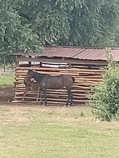 The image, taken in the rural outskirts of Tash-Moinok, Kyrgyzstan, shows a brown horse standing in front of a wooden shelter constructed from logs. The shelter has a corrugated metal roof. A second, smaller animal, possibly a foal, is partially visible behind the horse. The ground in the foreground is covered in dry grass, and trees with green foliage form a backdrop. The lighting suggests it is daytime.