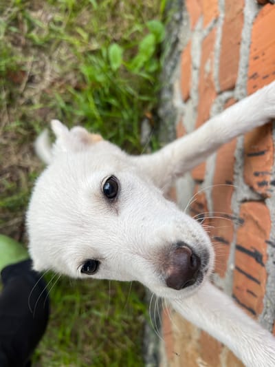A close-up, high-angle shot captures a fluffy white puppy with its paws extended upwards, seemingly reaching for the camera. The puppy's head is tilted, offering a direct view of its dark, glossy eyes and wet, black nose. Delicate white whiskers fan out from its snout. The background is a textured brick wall, predominantly orange and red, with visible mortar. Below the wall, green grass and some dry earth are visible, suggesting an outdoor setting. A patch of dark material, possibly clothing, is in the lower right corner of the frame. The lighting suggests daytime, with soft shadows. The overall impression is one of youthful curiosity and playfulness from the puppy.