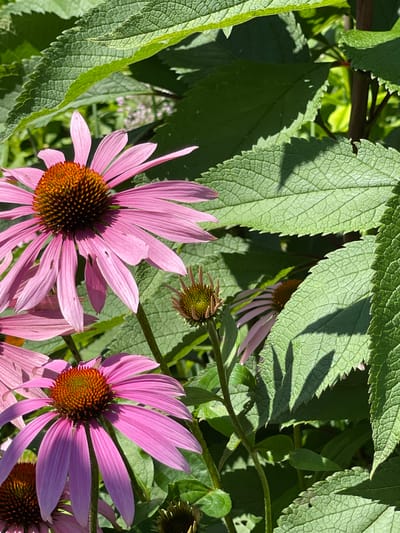 This is a close-up, eye-level, natural light photograph of several coneflowers (Echinacea) in bloom, interspersed with large, textured green leaves. The coneflowers are a vibrant pink with prominent, spiky, orange-brown centers. Some of the flowers are in full bloom, displaying their delicate petals, while others are in bud form, showing their green, spiky heads. The leaves are broad and deeply veined, with serrated edges, casting shadows on some of the flowers. The background is a blur of green foliage and dappled sunlight, suggesting an outdoor garden setting. The specific location in Tatarstan, Russia is not visually discernible from the image itself.