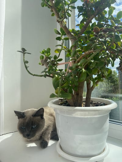 In Beloretsk, Russia, a Siamese cat with blue eyes rests on a white windowsill, partially obscured by a large potted jade plant. The plant, in a white ceramic pot, features thick, woody stems and numerous green, ovate leaves. Sunlight streams in from a window behind the plant, casting shadows on the windowsill and the cat. The background through the window shows a cloudy sky and distant trees. The scene appears to be a domestic setting, likely an apartment or house, with the windowsill serving as a perch for both the plant and the cat.