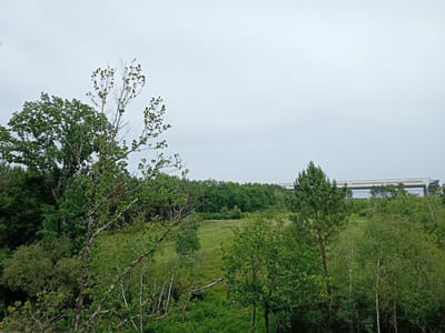 The image displays a natural landscape under an overcast sky. In the foreground and midground, a dense collection of trees and lush green foliage dominates the view. On the left, a large, vibrant deciduous tree with thick leaves stands prominently. Towards the center, a taller, more slender tree with some bare branches and new, lighter green growth points upwards; its bark shows some texture, possibly lichen.
Beyond these closer trees, a sweeping green meadow or grassy clearing unfolds, bordered by a dense forest line of various tree species. To the right, a tall, dark green pine tree is visible, alongside other deciduous trees with lighter bark, possibly birches.
In the distance, partially obscured by the tree line, a long, modern building with a light-colored facade and dark horizontal details or windows stretches across the landscape. Its design suggests a contemporary architectural style, likely a commercial or industrial facility. The sky is uniformly light gray, indicating cloudy or overcast weather conditions. No people or visible text are present in the image. The scene captures a tranquil, natural environment with a subtle hint of human development in the background. The location is Mérignac, France.