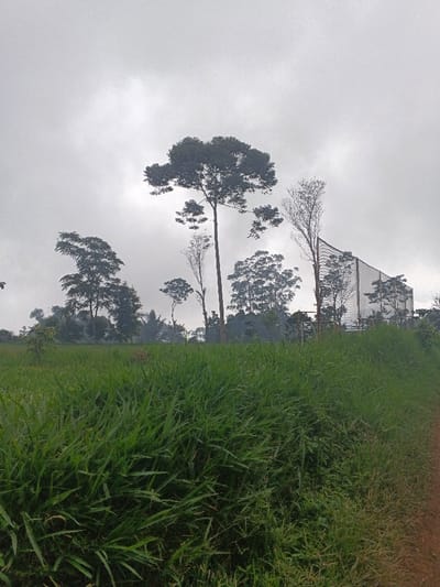 The scene depicts a natural outdoor environment, identified as being in Banteay Srei, Cambodia, under an overcast sky. The foreground is dominated by a dense, uniformly green field of tall grass, with a narrow strip of reddish-brown dirt or soil visible along the lower right edge. In the mid-ground, a variety of trees and bushes are visible. The background features several prominent trees, including a tall, mature tree with a full, dark green canopy near the center, and a tall, slender tree with sparse, light-colored branches to its right. Beyond these trees, a large, angular man-made structure with a light-colored, possibly white or pale mesh/netting exterior is partially visible on the right side. The sky is uniformly light gray and completely cloud-covered, indicating an overcast condition. No individuals, animals, or explicit actions are observed within the frame.