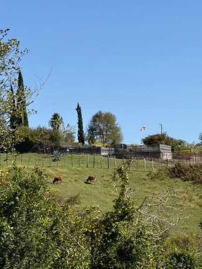 This image displays a rural or semi-rural landscape in Gakhomela, Georgia, under a clear blue sky during daylight. The foreground is dominated by dense green foliage and tree branches. In the midground, a green grassy hillside slopes upwards, occupied by two light brown cows actively grazing. A line of rudimentary vertical wooden fence posts spans across this slope. At the crest of the hill, an elevated, fenced-off area is visible, containing multiple dark, rectangular structures, suggestive of a cemetery or a built-up settlement. This area is bordered by a more substantial fence or wall. Various trees, including tall, slender cypress-like conifers, a broader deciduous tree, and a palm tree, populate the hilltop. On the right side of the elevated area, the Georgian flag (white background with a large red cross and four smaller red crosses) is prominently displayed, flying from a flagpole adjacent to what appears to be a street light or utility pole. No human figures are present in the scene.