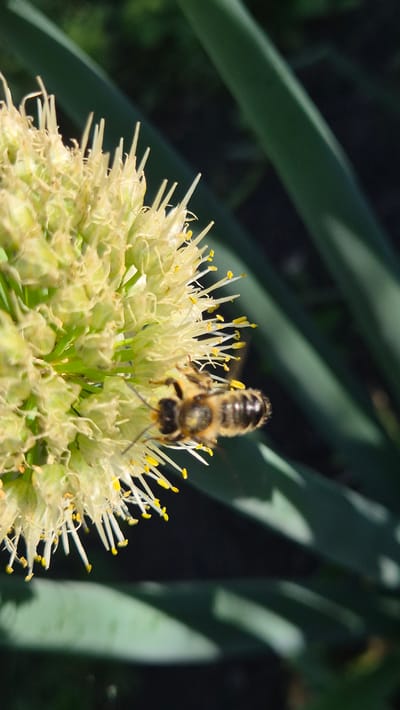 A bee with brown and yellow stripes is positioned on a light yellow flower that is a cluster of thin, pointed petals and stamens. The bee is facing left and its wings are slightly blurred. The flower head is a spherical shape with a fuzzy texture. In the background, out of focus, are dark green, elongated leaves and a blurred dark background, suggesting an outdoor setting in a garden or natural environment. There is a shadow cast across some of the leaves. The image appears to have been taken in daylight. The image is not specific to Bulatovo, Russia.