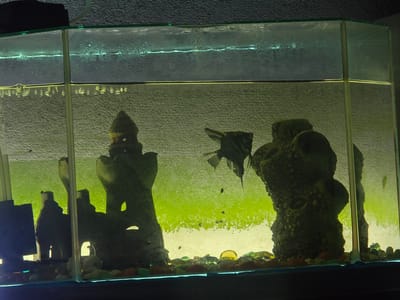 This is an indoor medium shot image of a freshwater aquarium with a dark background. The aquarium is illuminated from above with a green light, casting a greenish hue on the water and its contents. The water is murky, with visible algae growth on the back of the tank. In the center of the frame, a single angelfish is swimming. To the left, there is a decorative castle-like structure, and to the right, a larger, craggy rock formation serves as another decoration. The substrate of the aquarium consists of small colorful pebbles. Bubbles are visible at the water's surface, suggesting aeration. The overall scene suggests a domestic aquarium environment. This image was taken in Khomutovo, Russia.